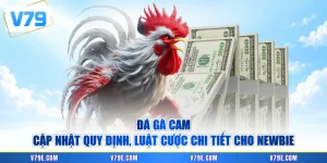 Đá Gà Cam - Cập Nhật Quy Định, Luật Cược Chi Tiết Cho Newbie
