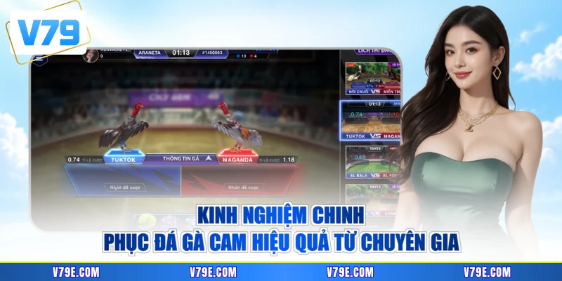 Kinh nghiệm chinh phục đá gà cam hiệu quả từ chuyên gia